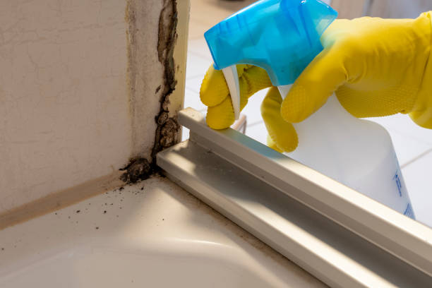 Best Attic Mold Removal  in Tappahannock, VA