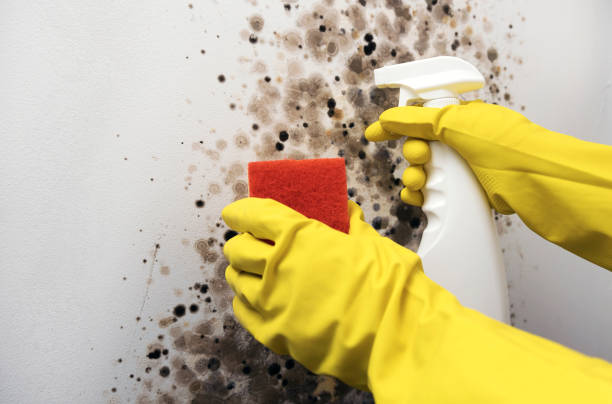 Best Mold Testing  in Tappahannock, VA