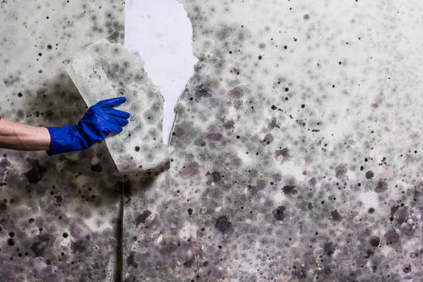 Best Mold Cleaning Services  in Tappahannock, VA