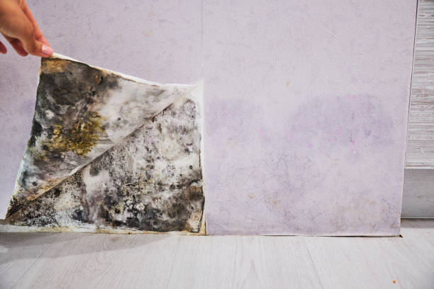 Best Mold Removal Specialists  in Tappahannock, VA